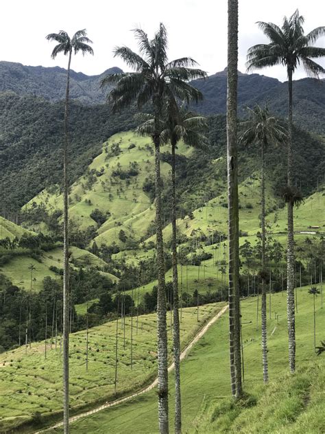 Cocora Valley, Salento, Colombia : r/Colombia