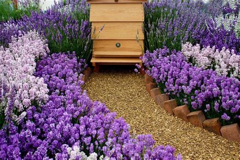 a beehive sitting in the middle of lavender flowers