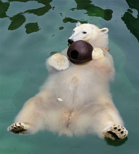 File:Polar Bear floating.jpg - Wikimedia Commons