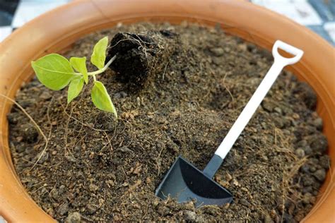 Planting New Trees with Gardening Tools in Home. Seedling, Farm Equipments Stock Image - Image ...