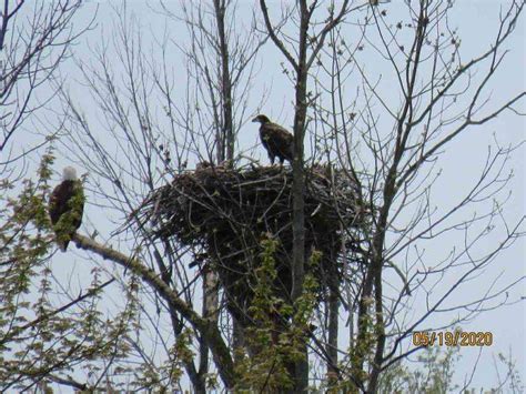 Bald Eagle nesting update May 22, 2020 | Friends of the Montezuma Wetlands Complex