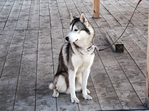 Five Key Principles of Training a Husky | Dog training obedience, Dog ...