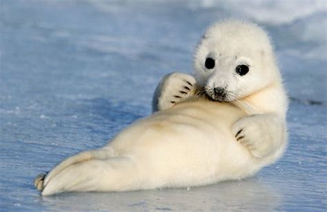 1000+ images about Harp seals sooooo cute on Pinterest | Harp Seal Pup ...