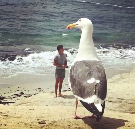 Giant seagulls , beware