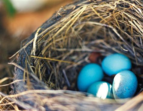 American robin | Nest, Eggs, & Facts | Britannica