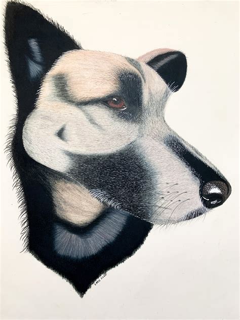 Used my prismacolor colored pencils for this piece. I had never drawn a dog before this so ...