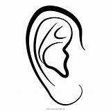 Ears Clipart coloring Ears Coloring Transparent FREE For Download On  sketch template