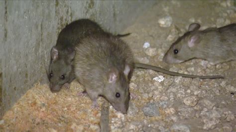 Rats exploding in Downtown San Diego, residents say | cbs8.com