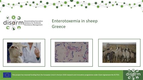 Enterotoxemia in sheep - YouTube