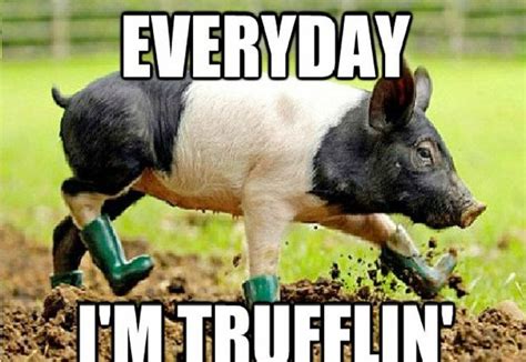 Everyday I'm truffling pig meme wellies | Cute animal photos, Cute piggies, Cute baby animals