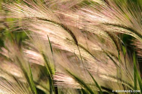 Framed Photo Print of foxtail barley Print Picture Image Fine Art Photography Large Framed Print ...