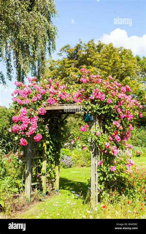 Climbing roses on pergola hi-res stock photography and images - Alamy