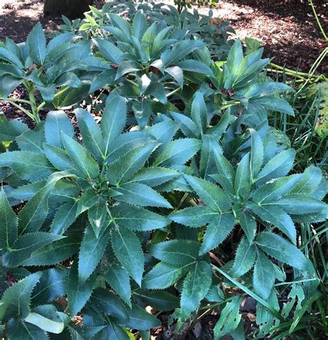 Helleborus argutifolius, foliage, Regent’s Park, 21 September 2021 – GILG GARDEN DESIGN