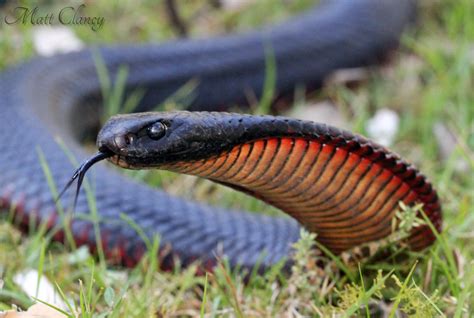 Red Belly (Bellied) Black Snake Facts - Poisonous Snake