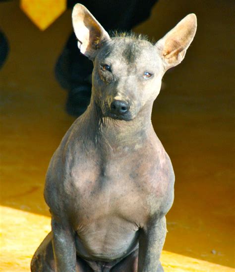 Peruvian Hairless Dog History, Personality, Appearance, Health and Pictures