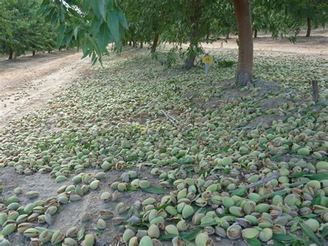 Early Harvest Season for Almonds - California Agriculture News Today