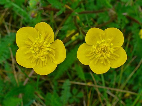 Ranunculus Bulbosus – NutraWiki