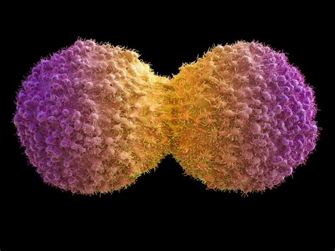 Daughter Cells and Chromosome Number in Mitosis and Meiosis