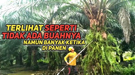 Kelapa Sawit Berbuah Lebat || Harvesting Palm Oil Indonesia || Panen ...