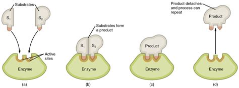 This image shows the steps in which an enzyme can act. The substrate is ...