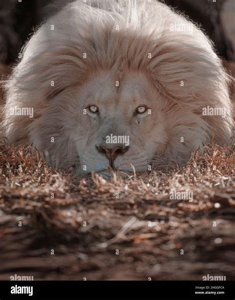 A leucistic lion with its massive head on the ground and its hair on ...