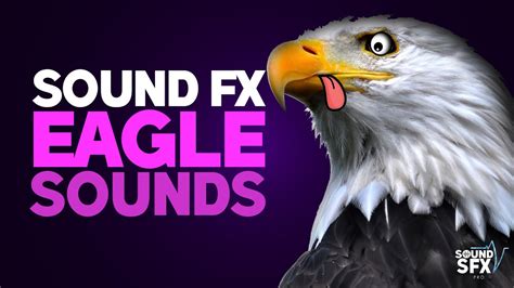 EAGLE SOUNDS | Sound Effects [High Quality] - YouTube