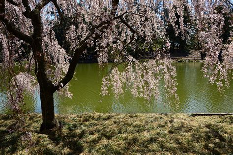 Inspiration - Tips for Taking Great Photos of Cherry Blossoms by Nikon's Diane Berkenfeld ...