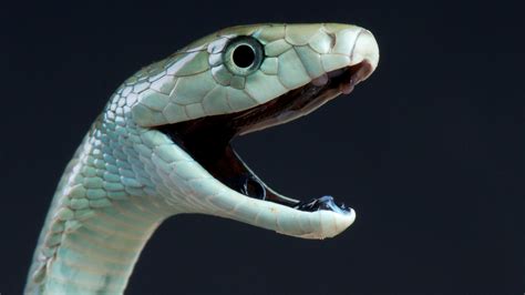 Why We Fear Snakes | Live Science