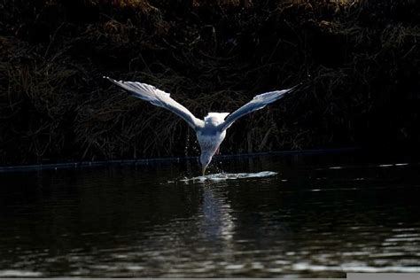 Seagull Symbolism and Mythology - Importance of Seagulls In World Traditions - The Bird Geek