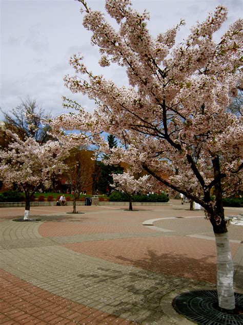 Spring time at EWU! | University of washington, Spring time, Where the heart is