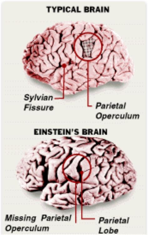 Einstein’s Brain – Youth Medical Journal