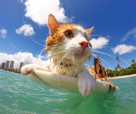 Cat proves you don't need 2 eyes to hang ten – Adventure Cats