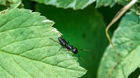 black carpenter ants texas