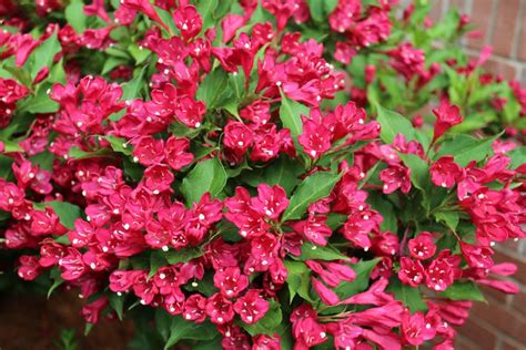 How to Grow & Care for Weigela Bushes | Garden Design