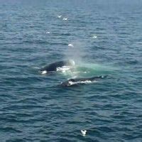 New England Aquarium Whale Watch - Boat or Ferry in Waterfront