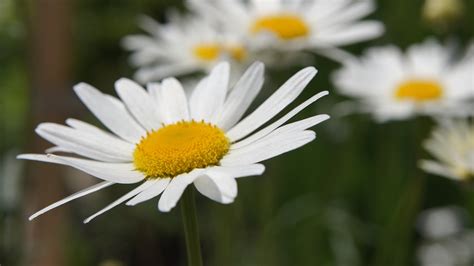 Pyrethrum Flower White - Free photo on Pixabay - Pixabay