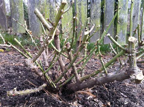 Pruning Knock Out Roses | How To Guide - PlantingTree