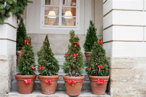 Potted Christmas Trees: How to Buy, Decorate & Replant Them