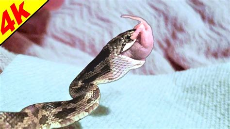 Snake Eating A Mouse - YouTube