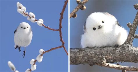 Tiny Birds That Look Like Flying Cotton Balls Live On Japanese Island ...