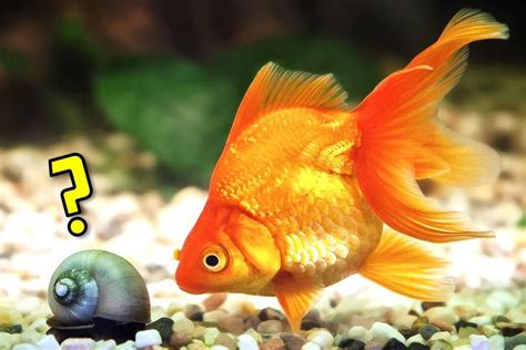 10 Best Tank Mates for Your Goldfish in a Freshwater Aquarium – Aquarium Co-Op