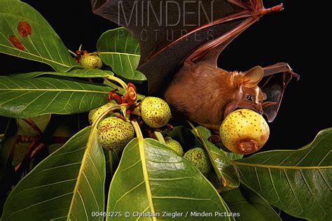 Minden Pictures - Great Fruit-eating Bat (Artibeus lituratus) feeding ...