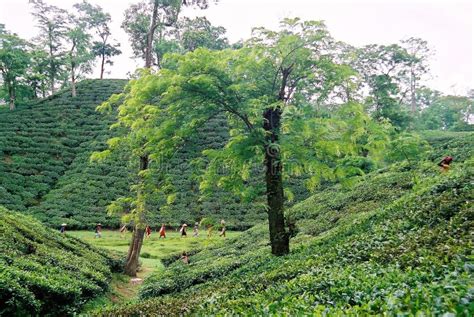 Tea Garden at Sylhet, Bangladesh Editorial Stock Image - Image of hillarea, habiganj: 103679709