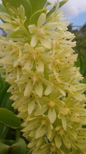 m_Eucomis autumnalis (4) - CJM Tree Growers