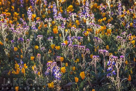 Field Guide to Arizona's Sonoran Desert Wildflowers