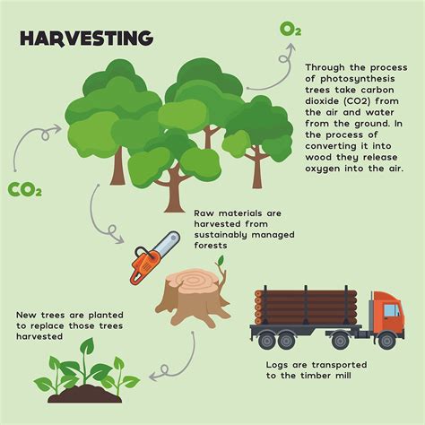 Timber Production Process