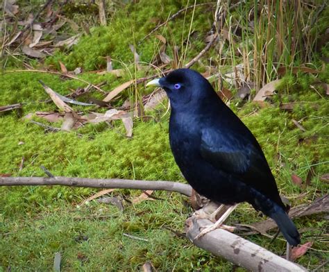 Satin Bower Bird