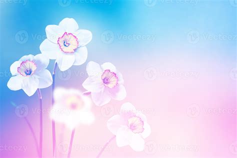 Spring flowers of daffodils. 9961774 Stock Photo at Vecteezy