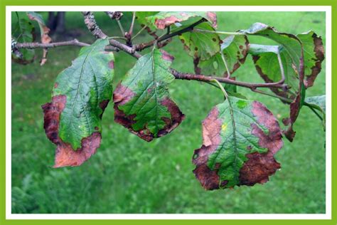 Do Honeycrisp Apples Turn Brown at coryjtayloro blog