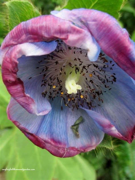 Himalayan Blue Poppies ~ A Gardener’s Dream! – Our Fairfield Home & Garden